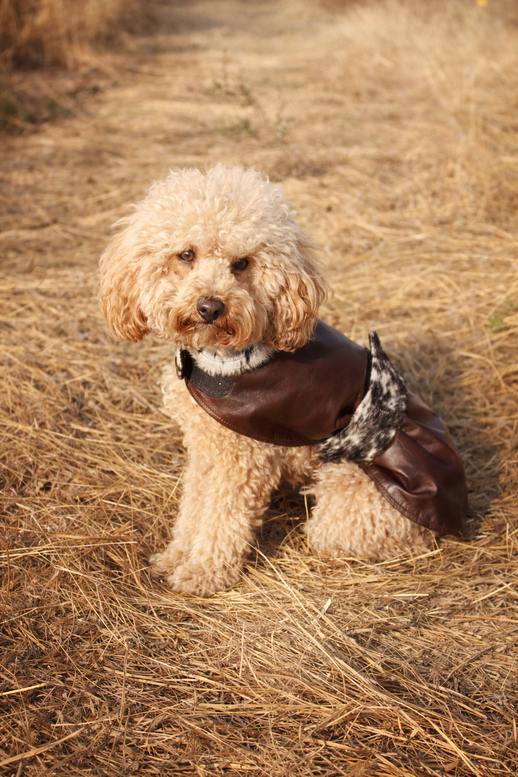 Mini rebel pet edition